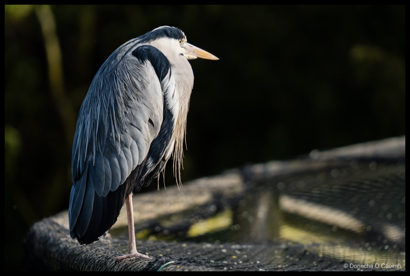Photo of a grey heron standing in profile on a dark mesh enclosure roof, lit by warm side light against a deep shadowy background, with detailed grey and white plumage and a long orange beak.