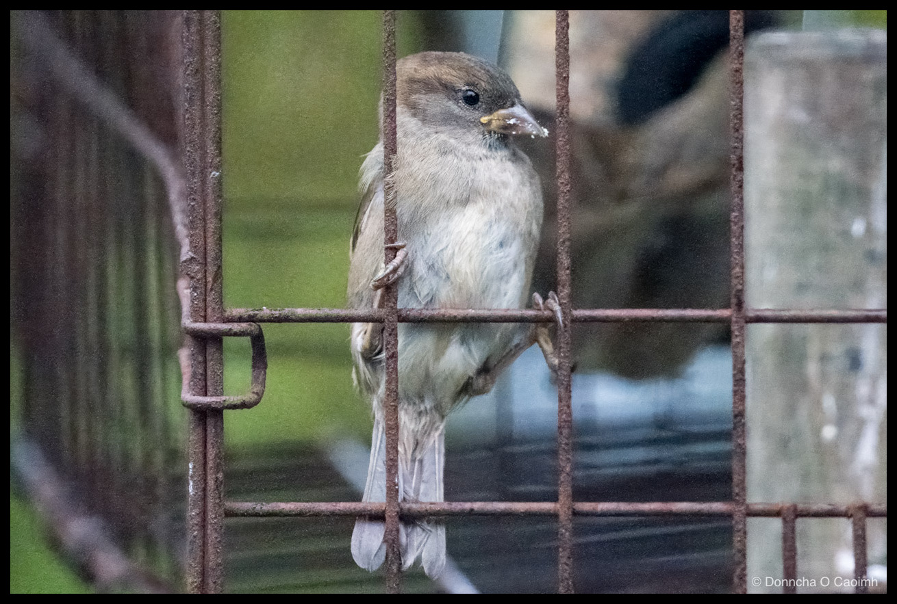 a female or juvenile house sparrow in brown and grey plumage, clinging to a rusted steel mesh with a crumb of seed on its beak, with a second blurred sparrow behind it