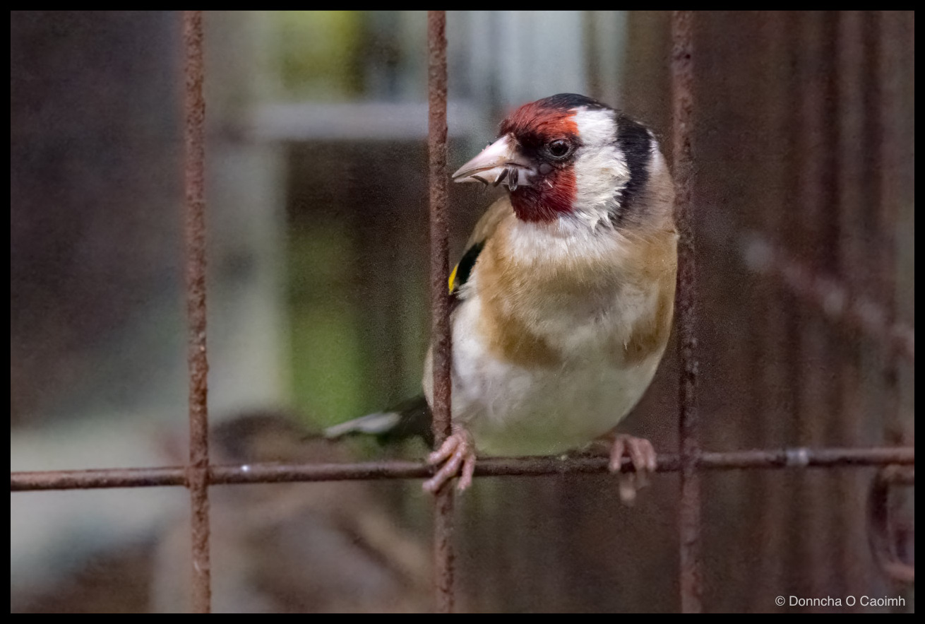 a European goldfinch with a red face, black and white head and buff flanks, perched on a horizontal bar inside a rusted steel mesh cage