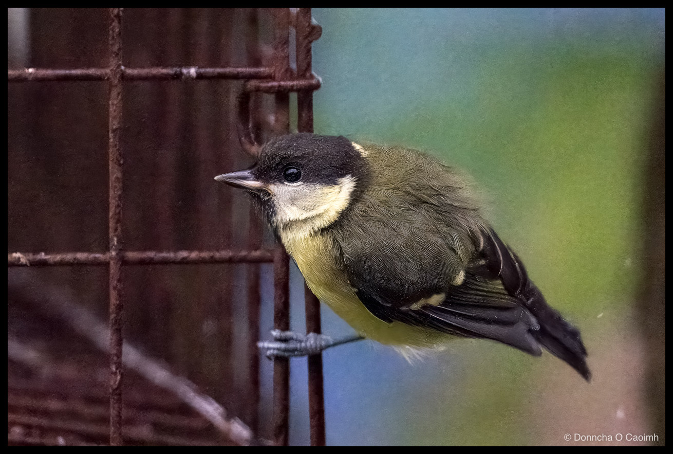 a juvenile great tit gripping a rusted steel mesh with grey feet, its dark head turned to the left and its yellow breast feathers slightly ruffled