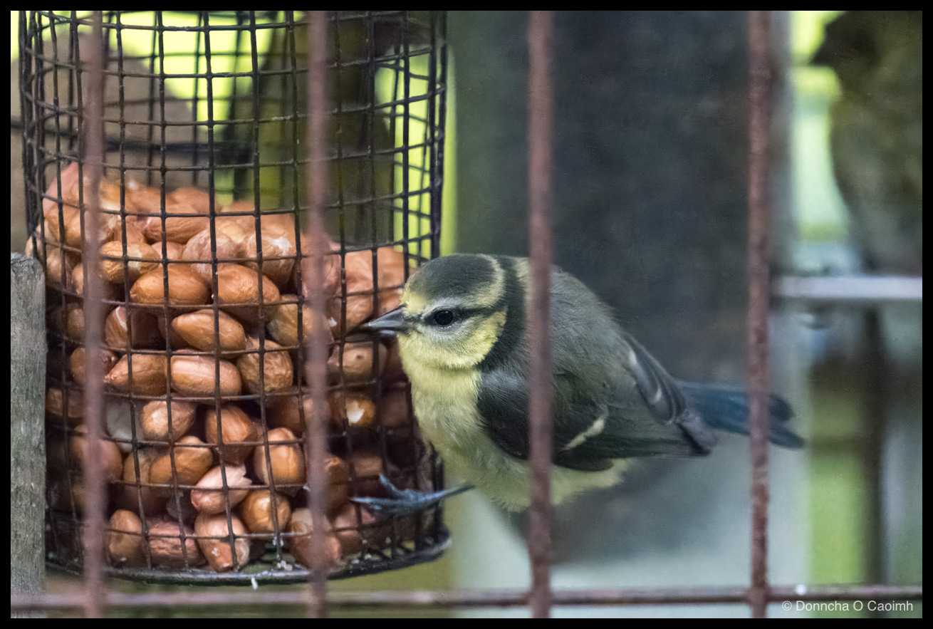  a juvenile blue tit with a yellow face and greenish-grey cap, perched on the rim of a black mesh feeder packed with whole peanuts, seen through the vertical bars of a rusted steel cage