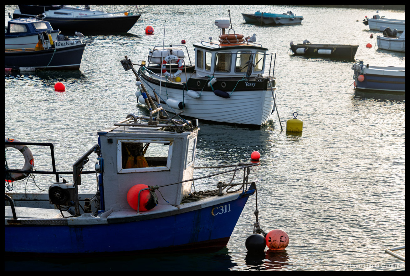 Small fishing and pleasure boats moored in backlit harbour water, a blue-hulled boat marked "C311" in the foreground and others named "Yassy" and "Westend III" behind, red and yellow buoys and a perched seagull dotting the scene.