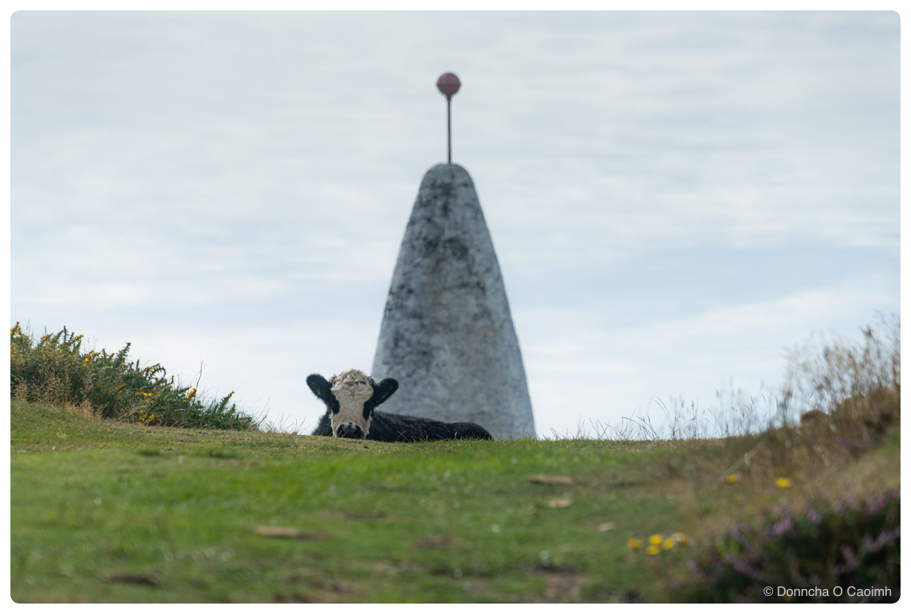 A black bullock with a white face lying in grass on a clifftop headland, the tall white conical Baltimore Beacon rising directly behind it with a thin mast and dark ball at its tip, against a pale overcast sky, with gorse, heather and yellow wildflowers along the edges of the frame.